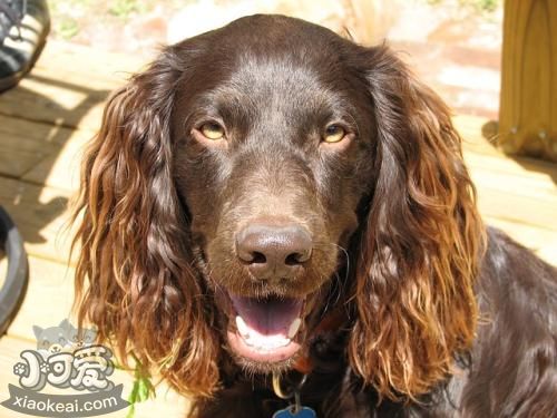博伊金獵犬怎么驅(qū)蟲 博伊金獵犬驅(qū)蟲方法