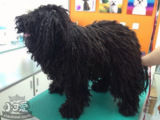 波利犬得了犬瘟怎么辦 波利犬犬瘟熱治療方法1
