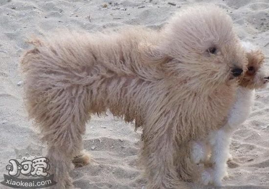 波利犬毛發(fā)怎么護(hù)理 波利犬毛發(fā)梳理方法1