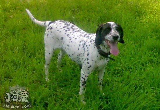 波音達獵犬拉稀怎么辦 波音達獵犬拉肚子解決方法1