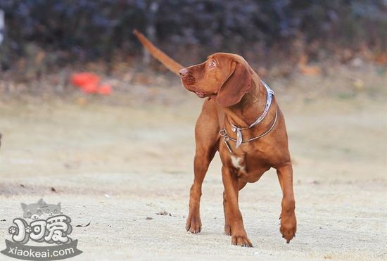 紅骨獵浣熊犬外耳炎有什么癥狀 外耳炎癥狀介紹