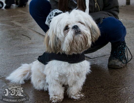 拉薩犬嘔吐怎么辦 拉薩犬嘔吐不吃東西解決辦法1
