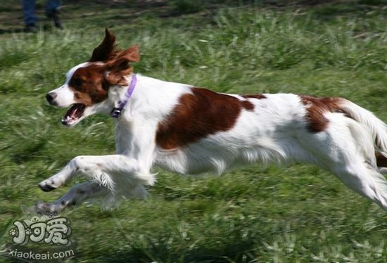 愛(ài)爾蘭紅白雪達(dá)犬怎么護(hù)理 日常護(hù)理注意事項(xiàng)