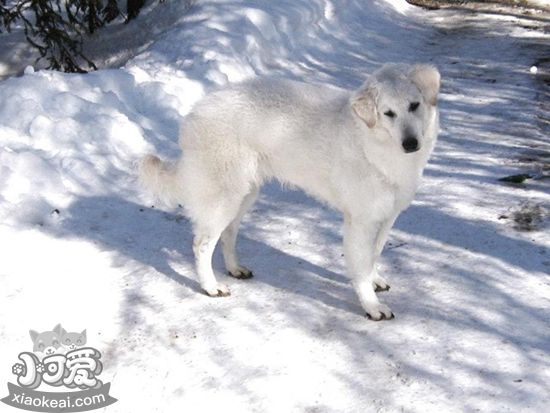 庫瓦茲犬怎么喂養(yǎng) 庫瓦茲犬喂養(yǎng)指導(dǎo)