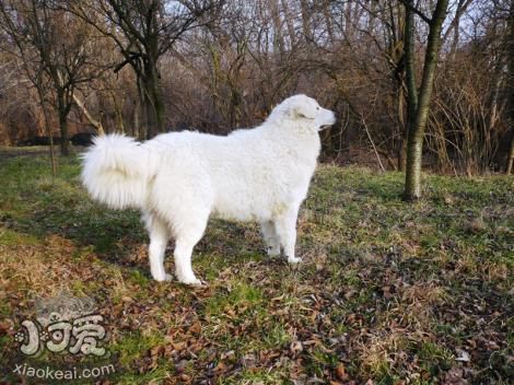 庫瓦茲犬嘔吐發(fā)抖怎么回事 嘔吐發(fā)抖原因介紹