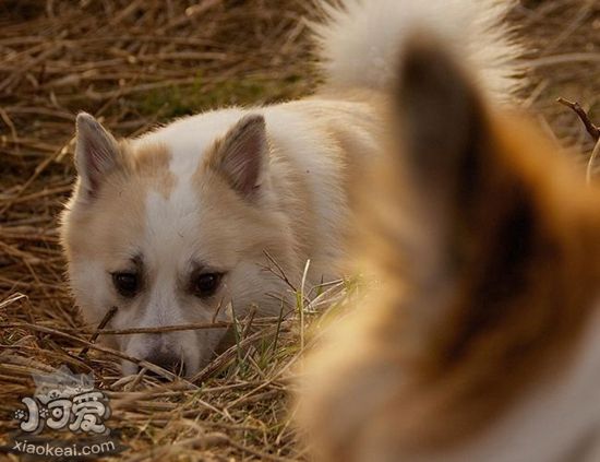 冰島牧羊犬身上有蟲怎么辦 冰島牧羊犬跳蚤解決方法