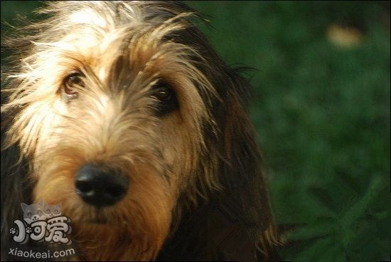 奧達獵犬耳朵怎么清潔 獵水獺犬耳朵護理流程1