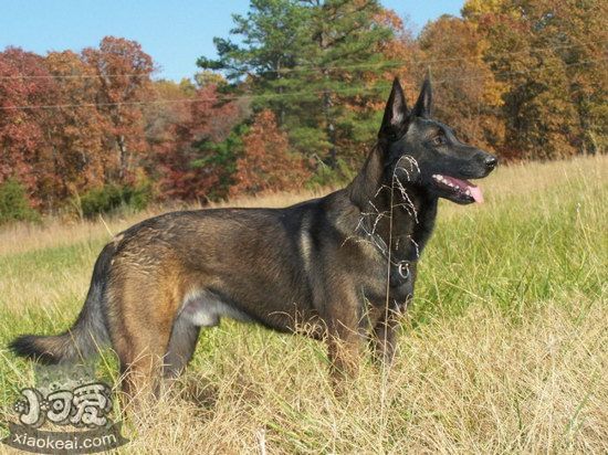 馬里努阿犬有寄生蟲怎么處理 馬里努阿犬寄生蟲預(yù)防方法1