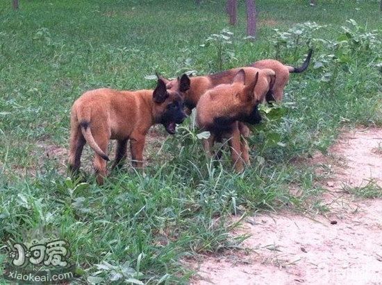 馬里努阿犬拉肚子怎么處理 馬里努阿犬拉稀治療方法1