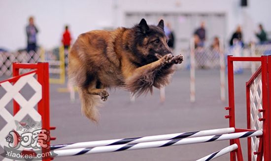 比利時(shí)特伏丹犬食物中毒怎么治療 食物中毒治療方法
