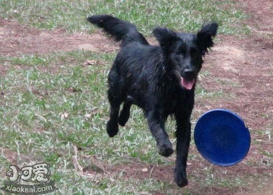 平毛尋回獵犬腸胃不好吃什么 平毛尋回犬腸胃炎吃什么藥1