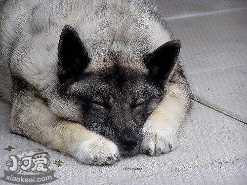 挪威布哈德犬發燒怎么辦 發燒治療方法
