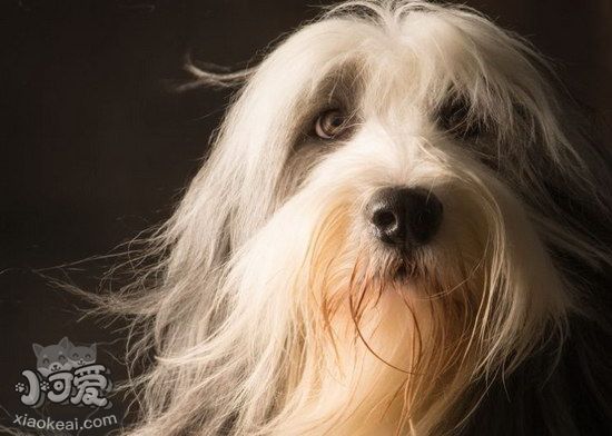 布雷獵犬感冒怎么治療 伯瑞犬感冒護(hù)理方法1