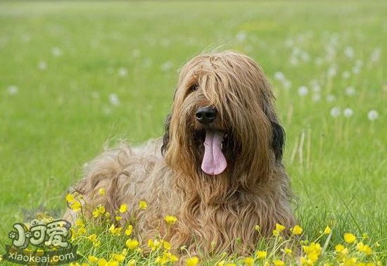 伯瑞犬怎么驅(qū)蟲 布雷獵犬寄生蟲防治方法1