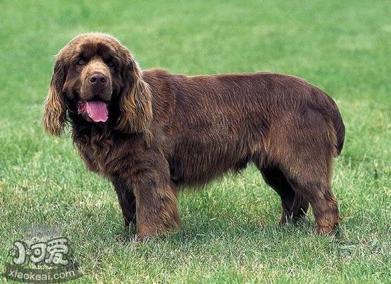 布雷獵犬拉稀怎么辦 伯瑞犬拉稀治療辦法1