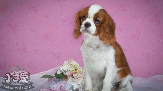 西班牙小獵犬得了心絲蟲(chóng)病怎么辦