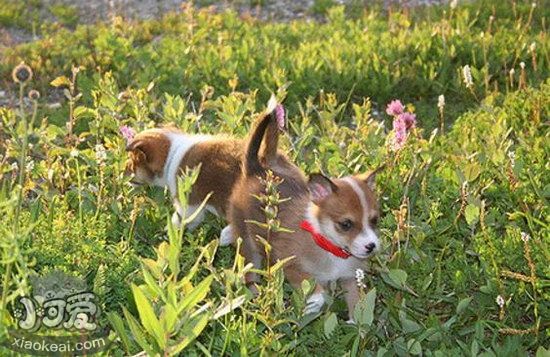 挪威倫德獵犬怎么驅(qū)蟲 挪威倫德獵犬驅(qū)蟲方法1