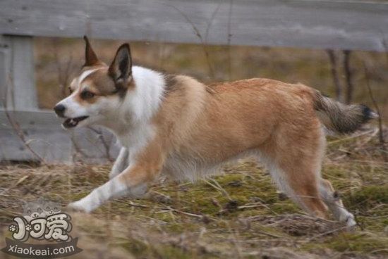 挪威倫德獵犬怎么訓(xùn)練 挪威倫德獵犬訓(xùn)練心得1