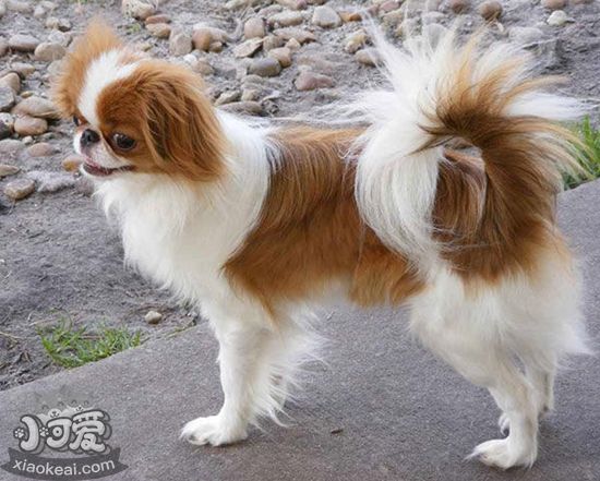 英國(guó)玩具獵鷸犬怎么美容 英國(guó)玩具獵鷸犬美容知識(shí)