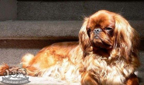 英國玩具獵鷸犬得了口腔炎怎么治療