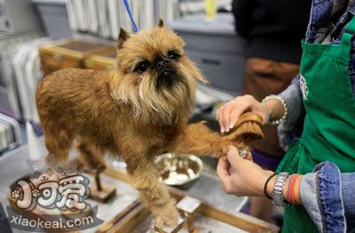 布魯塞爾格里芬犬細小常見癥狀有什么