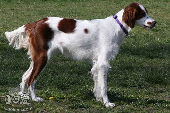 怎么養(yǎng)西班牙小獵犬 西班牙小獵犬喂食注意事項(xiàng)