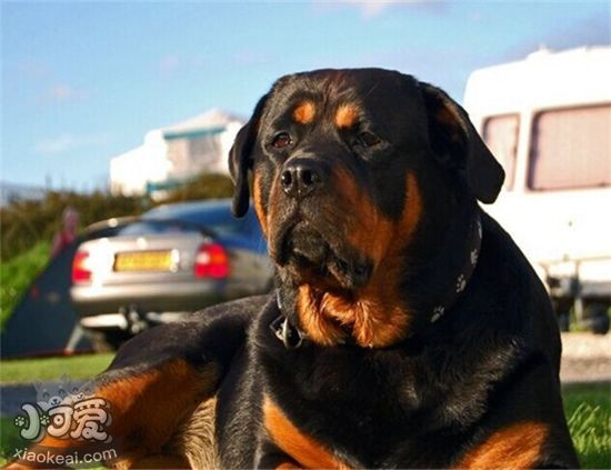 如何訓(xùn)練羅威納犬坐下 羅威納犬坐下訓(xùn)練