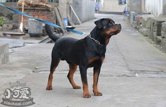 羅威納犬護主怎么訓練 羅威納犬護主訓練技巧