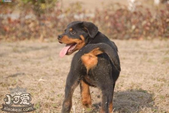 羅威納犬得了牙結石怎么辦 牙結石處理方法