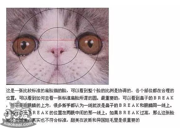 加菲貓怎么看眼鼻一線 加菲貓判斷方法
