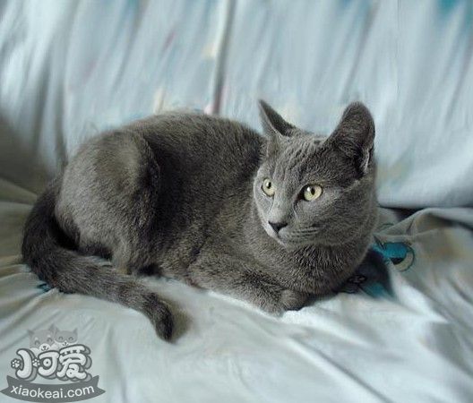 俄羅斯藍(lán)貓交配要注意什么 俄羅斯藍(lán)貓交配小知識(shí)