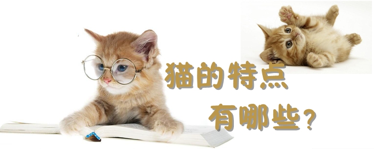 貓的特點有哪些