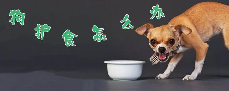 狗護食怎么調教