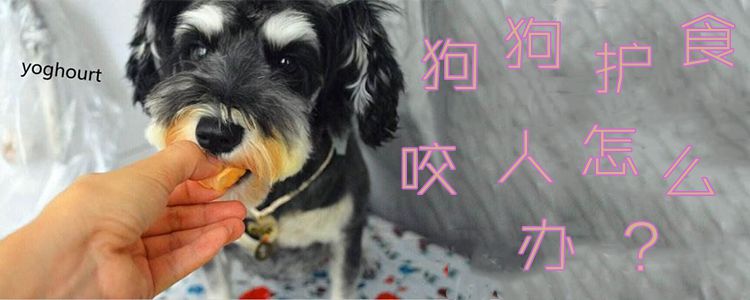 狗護食咬人怎么辦