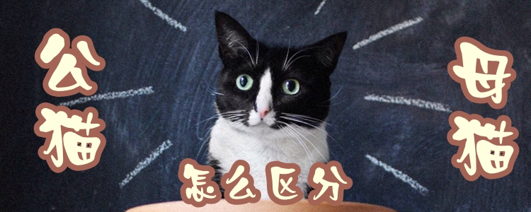 公貓母貓怎么區分