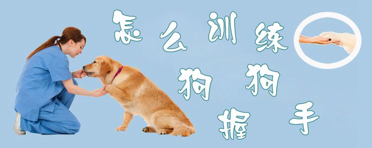 怎么訓練狗握手