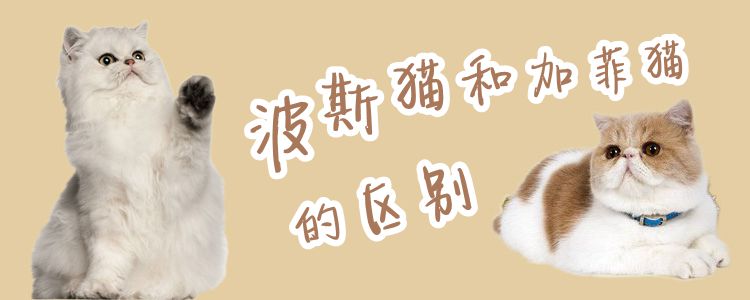 波斯貓和加菲貓的區(qū)別