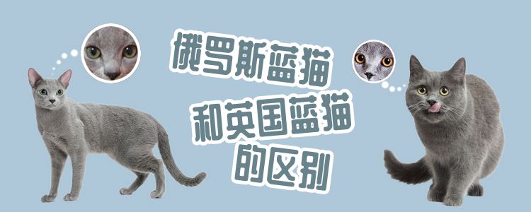 俄羅斯藍貓和英國藍貓的區別