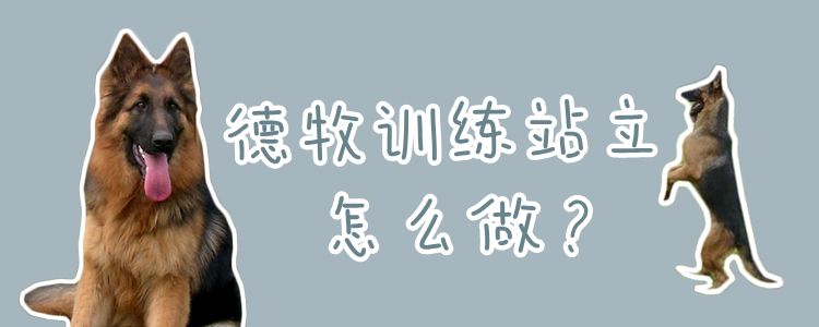 德牧訓(xùn)練站立怎么做