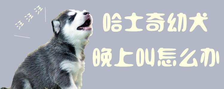 哈士奇幼犬晚上叫怎么辦