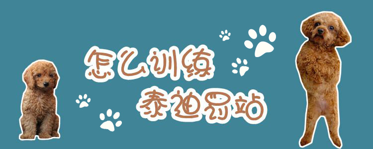 泰迪罰站怎么訓練1