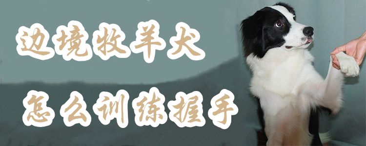 邊境牧羊犬怎么訓(xùn)練握手1
