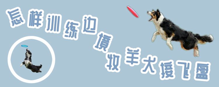 怎樣訓(xùn)練邊境牧羊犬接飛盤(pán)