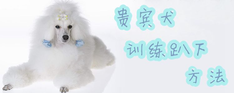貴賓犬訓(xùn)練趴下方法