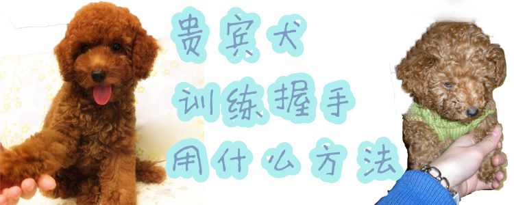 貴賓犬訓練握手用什么方法