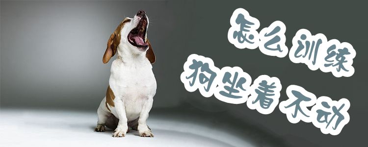 怎么訓(xùn)練狗坐著不動(dòng)