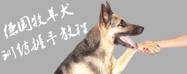 德國牧羊犬訓練握手教程1