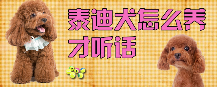 泰迪犬怎么養才聽話