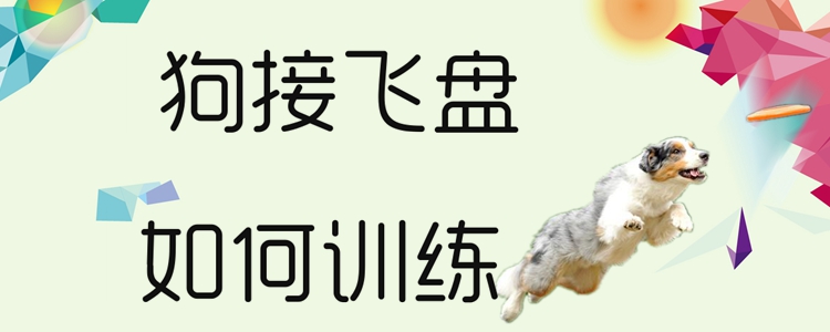 狗接飛盤(pán)如何訓(xùn)練