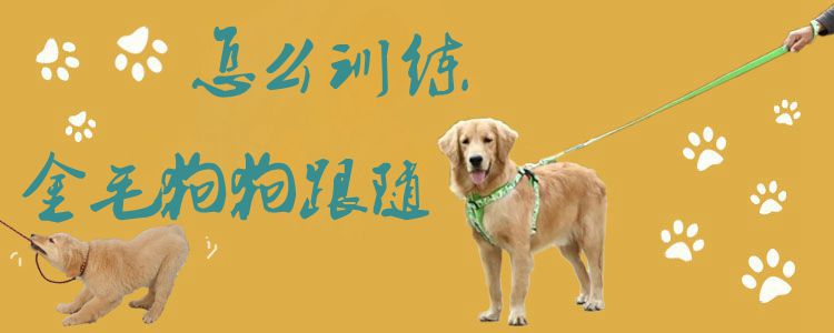 怎么訓(xùn)練金毛狗狗跟隨